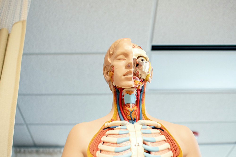 Physio Anatomy Body